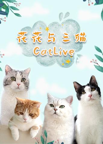 花花与三猫catlive20191116期